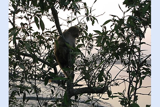 Viaggio in India 2008 - Sunderbans